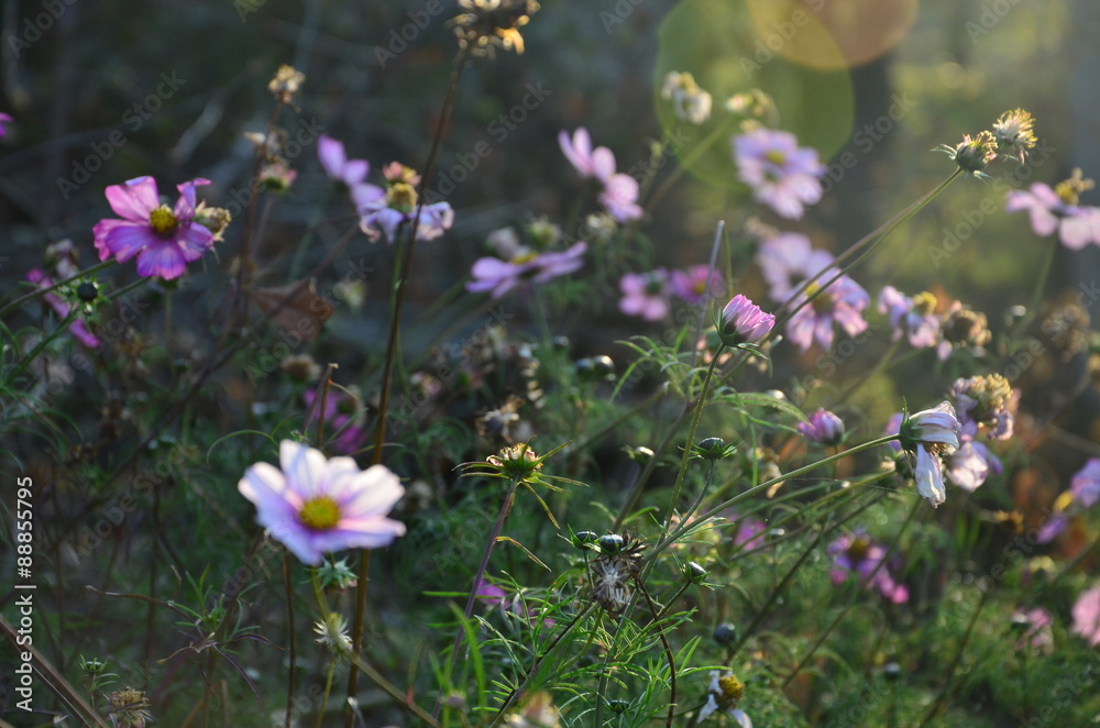 Fototapeta premium purple wildflowers
