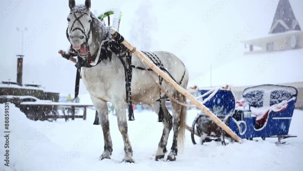 harnessed horse in winter warm Christmas day during heavy harnessed horse in winter warm Christmas day during heavy