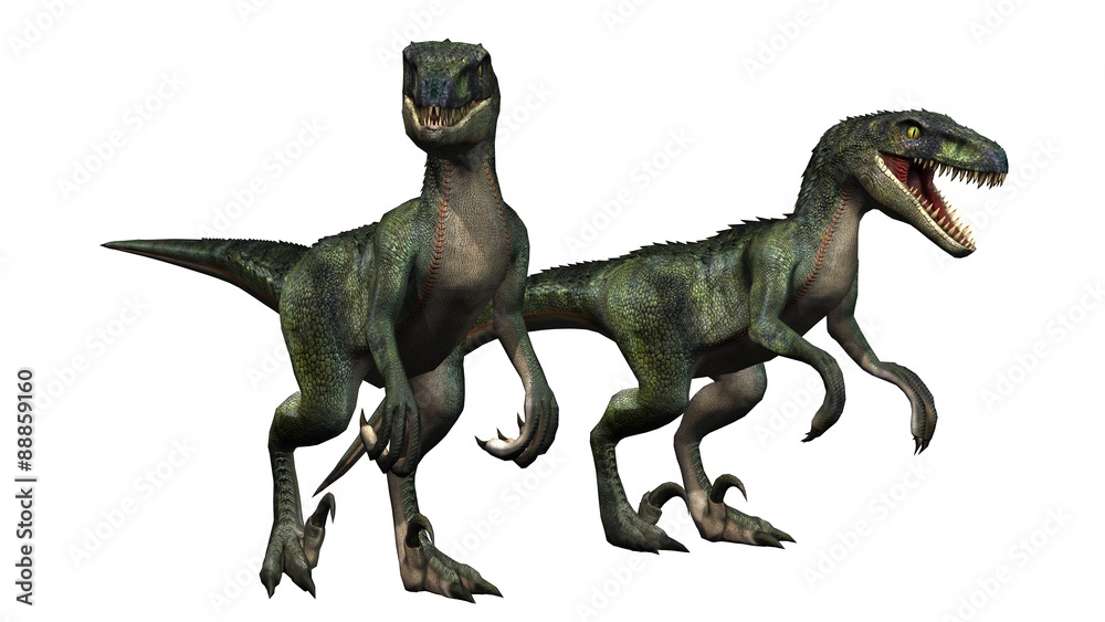 Fototapeta premium two velociraptors dinosaurs - isolated on white background