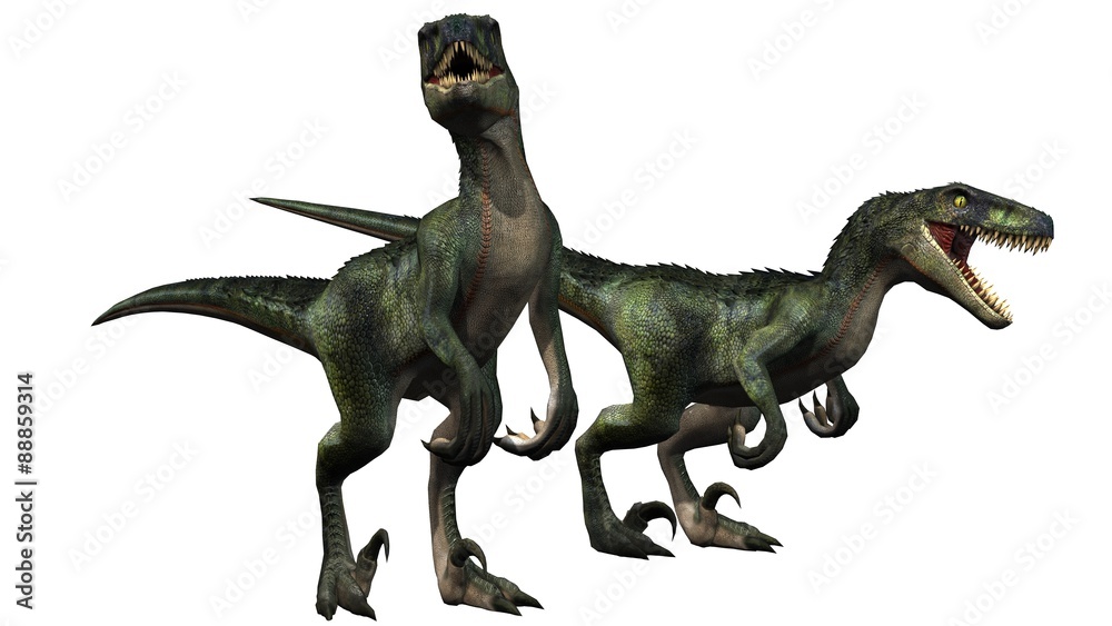 two velociraptors dinosaurs - isolated on white background