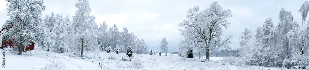 Fototapeta premium Swedish Winter Landscape Panorama 