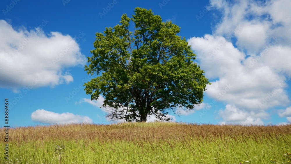 Time lapse shot of lonely maple against sky with clouds
Time lapse shot of lonely maple against sky with clouds