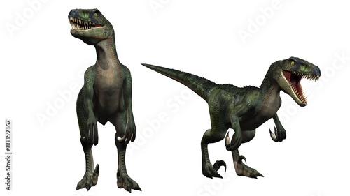 two velociraptors dinosaurs - isolated on white background © Riko Best