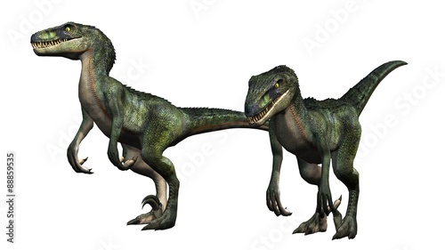 two velociraptors dinosaurs - isolated on white background