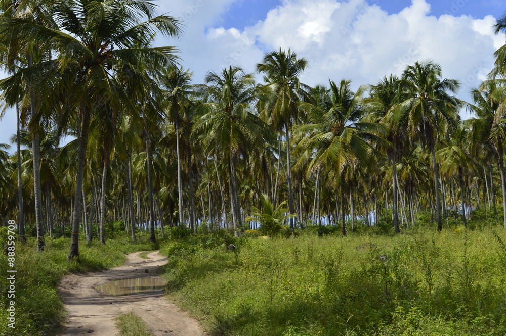 Fototapeta premium Dirt road in coconut plantations
