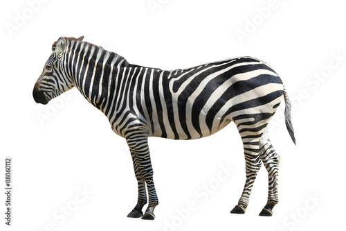 Fototapeta Naklejka Na Ścianę i Meble -  Zebra