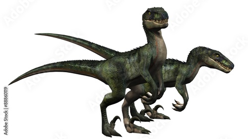 two velociraptors dinosaurs - isolated on white background