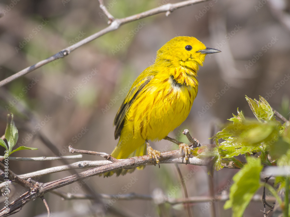 Yellow warbler