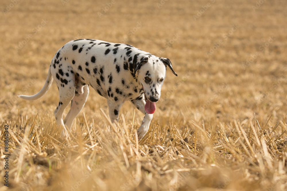 Dalmatiner auf einem abgeernteten Feld Dalmatiner auf einem abgeernteten Feld