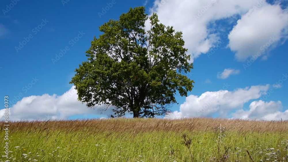 Shot of lonely maple on a meadow against sky with clouds
Shot of lonely maple on a meadow against sky with clouds