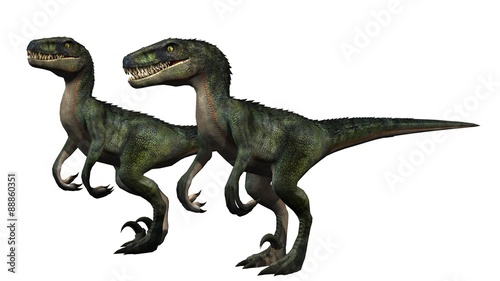 two velociraptors dinosaurs - isolated on white background © Riko Best