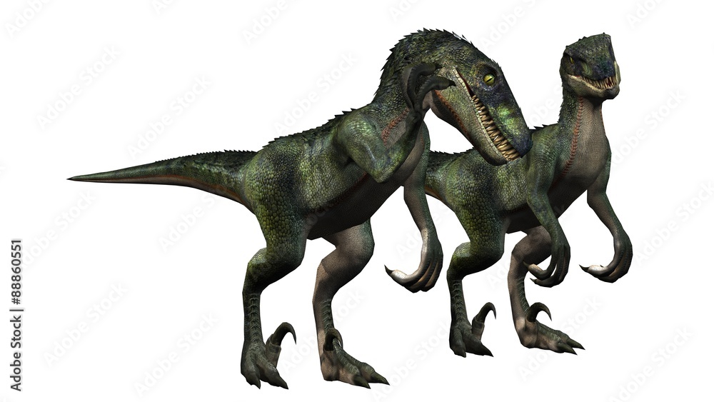 Fototapeta premium two velociraptors dinosaurs - isolated on white background