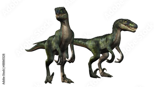 two velociraptors dinosaurs - isolated on white background