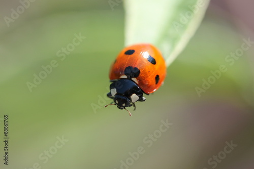 ladybug on a leave