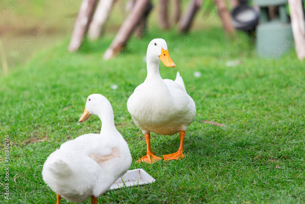 Fototapeta premium white duck