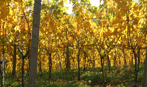 Weinrebe im Herbst