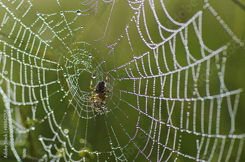 Large spider in the web