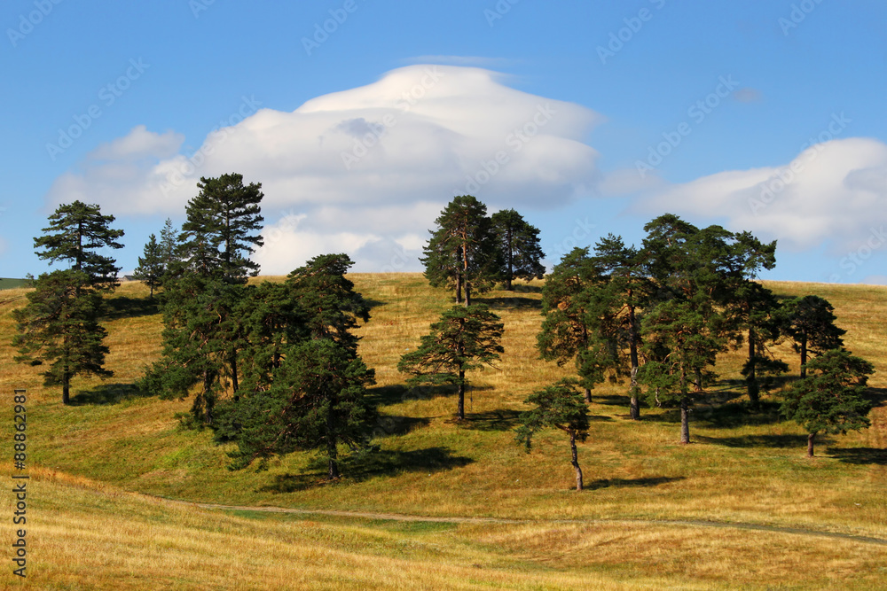 Group of pine trees on the top of the hill
