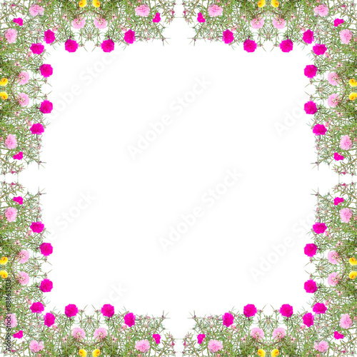 Portulaca flower frame isolated on white background