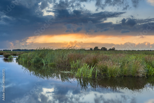 Vegetation on a bank photo