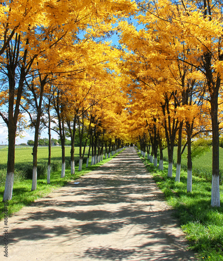 Naklejka premium Tree alley