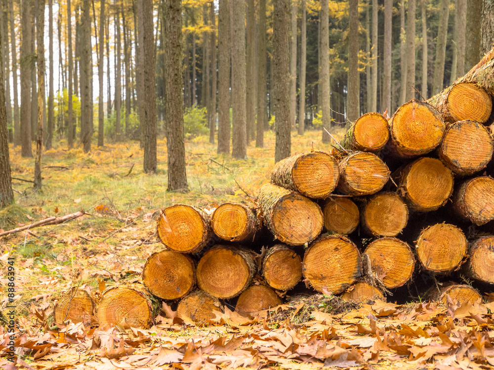 Timber Pile in a Yellow Colored Larch Forest