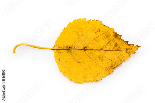 Isolated Yellow Autumn Leaf