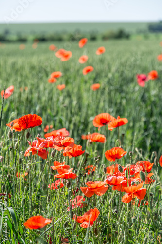 Field of red dainty poppies. © volff