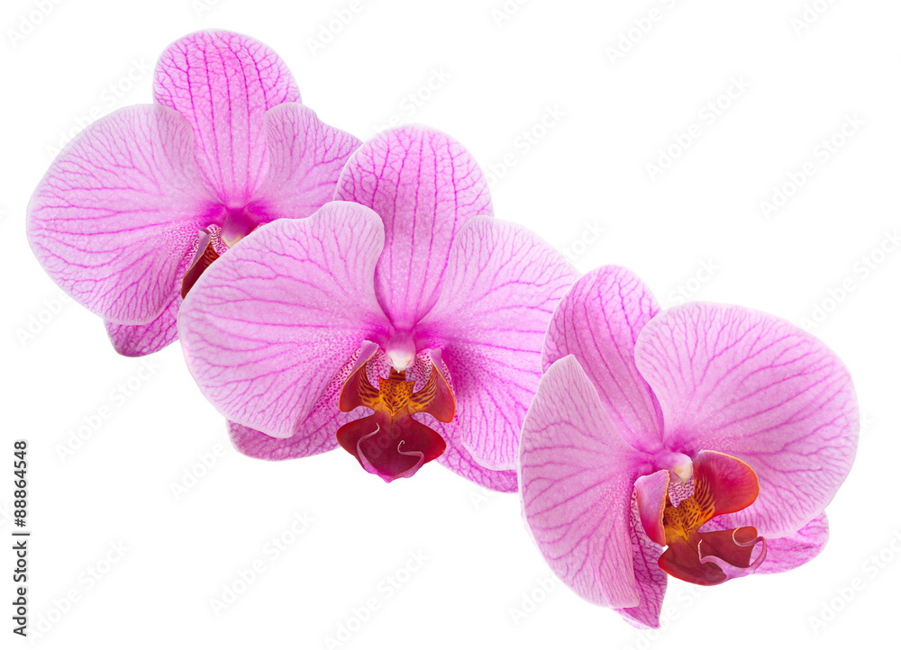 Obraz premium Różowa orchidea odizolowywająca