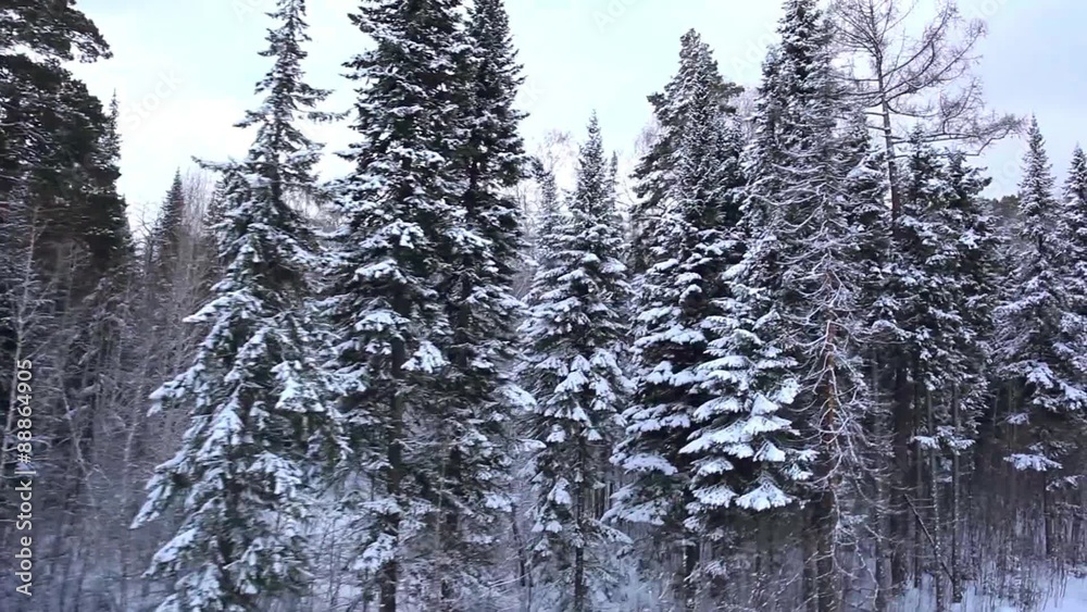 Beautiful winter forest in blizzard. Top view. Panorama. Beautiful winter forest in blizzard. Top view. Panorama.