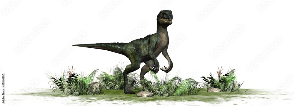 Fototapeta premium velociraptor dinosaurs - isolated on white background