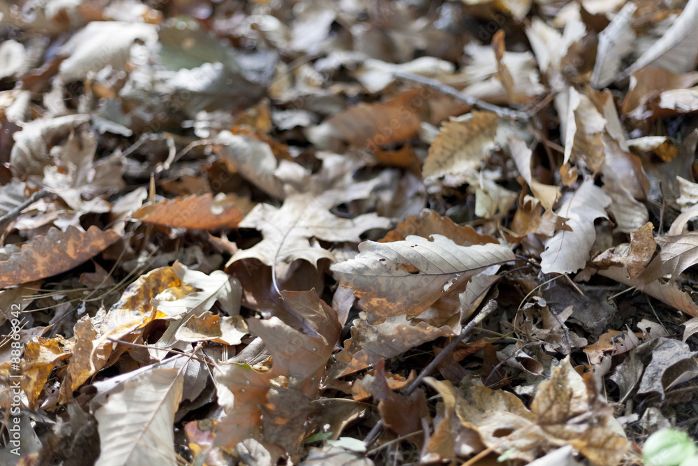 Abstract background of autumn leaves Abstract background of autumn leaves