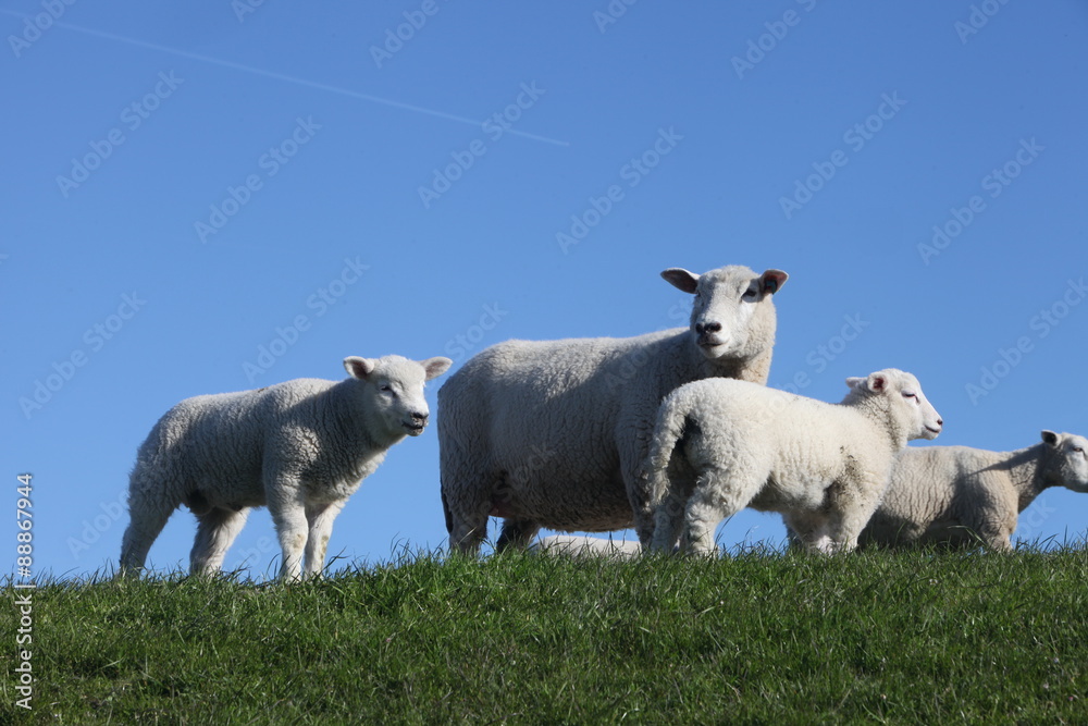 Schafe auf eienm Deich in Nordfriesland