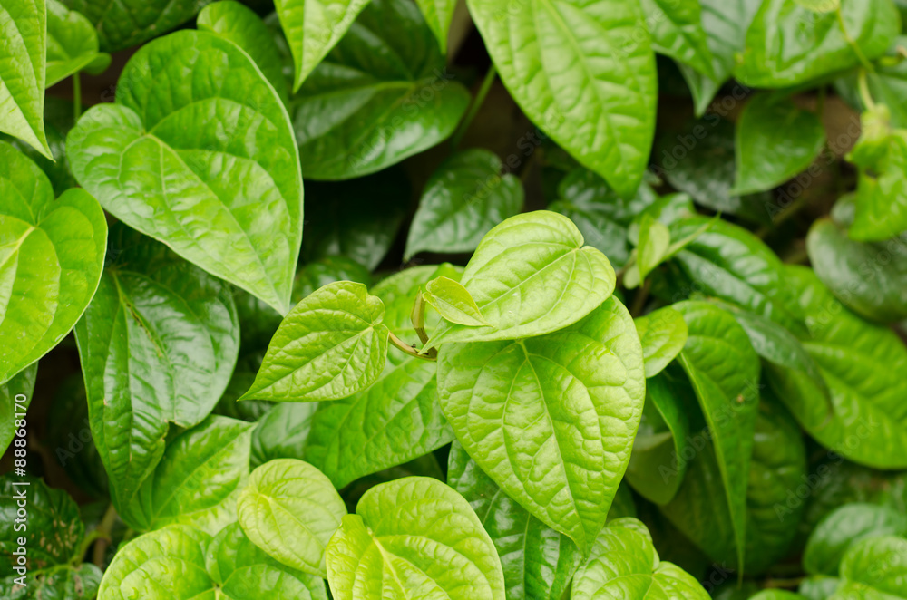 Beautiful fresh Betel Leaf (Piper Betle) Beautiful fresh Betel Leaf (Piper Betle)