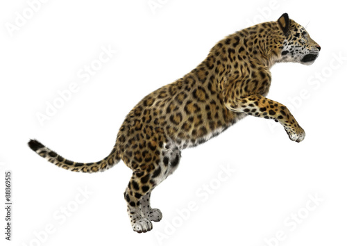 Big Cat Jaguar