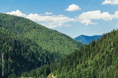 summer landscape