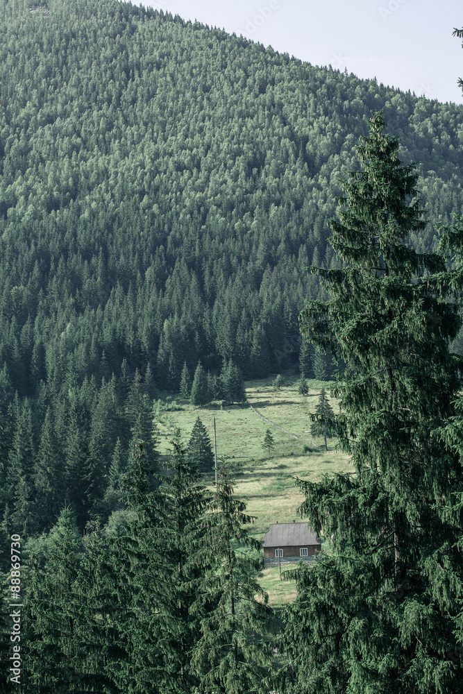 summer landscape in Carpathians
