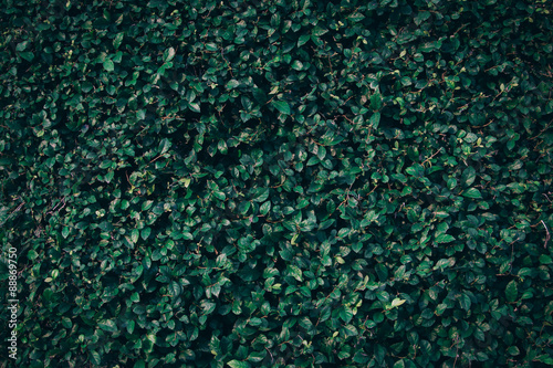 leaf vintage background