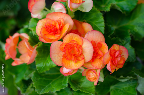 Fototapeta Naklejka Na Ścianę i Meble -  begonia flower