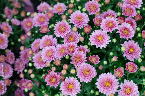 Beautiful flowers of chrysanthemums
