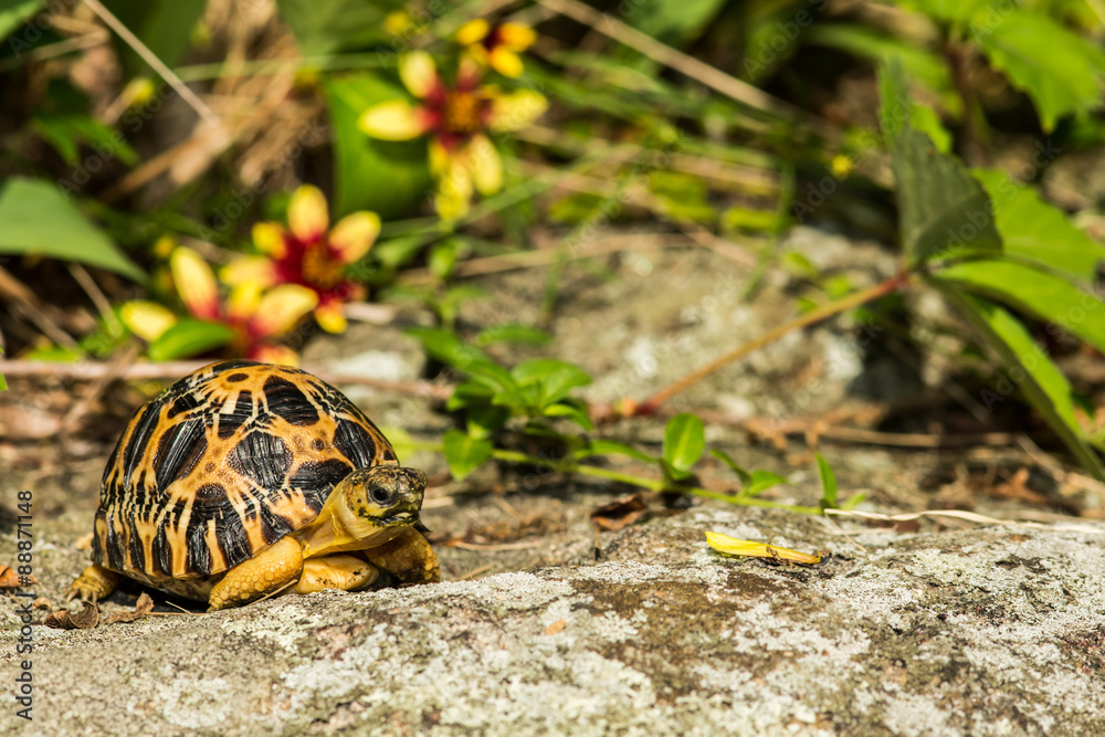Obraz premium Radiated Tortoise