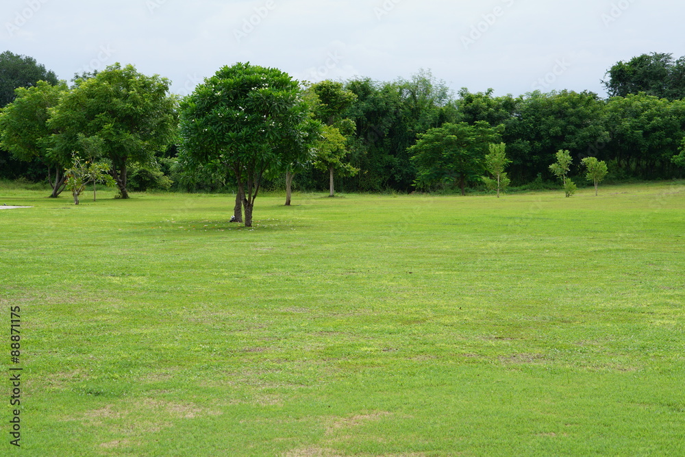 Obraz premium Green fields, wide lawns and lush greenery.