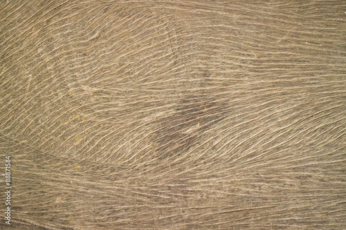 Wallpaper Mural wood Torontodigital.ca