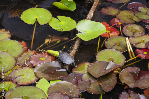 European pond turtle 