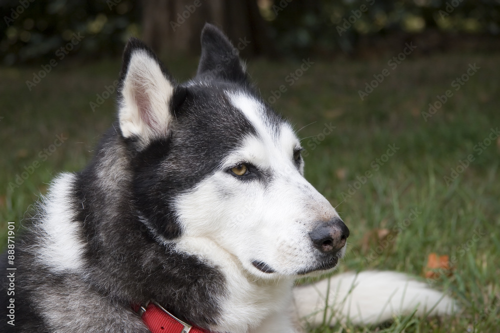 Husky Dog