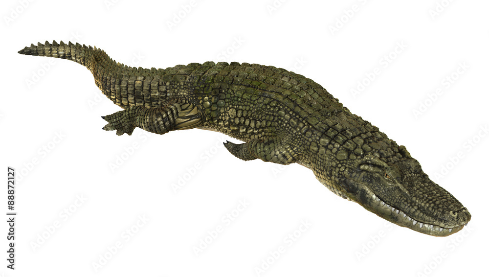 Naklejka premium American Alligator