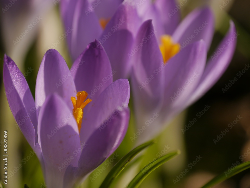 Krokusse Krokusse
