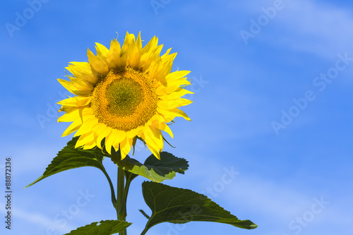 Sonnenblume