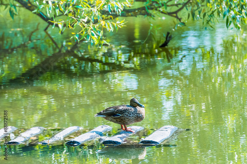 duck on the pond