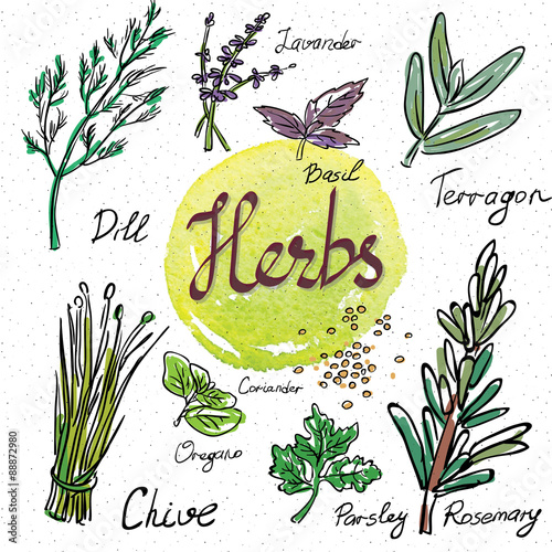 Kitchen herbs and spices. Hand drawn sketch icons